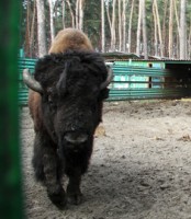 /album/foto-zhivotnyj-mir/rokery-i-khakery-118-jpg/